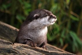 otter in wildlife