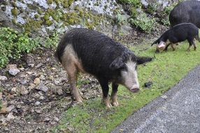 corsican pig