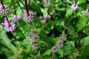 pink mint herbs blossom bloom