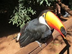 a toucan with a big yellow nose