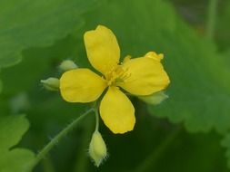 yellow greater celandine blossom