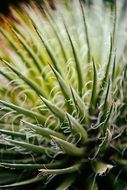 green succulent in the botanical garden
