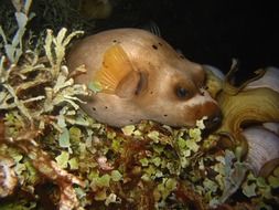 arothron nigropunctatus is a tropical sea fish