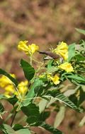 bird on a plant with yellow flowers under the bright sun