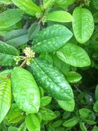 Green bush coffee pot