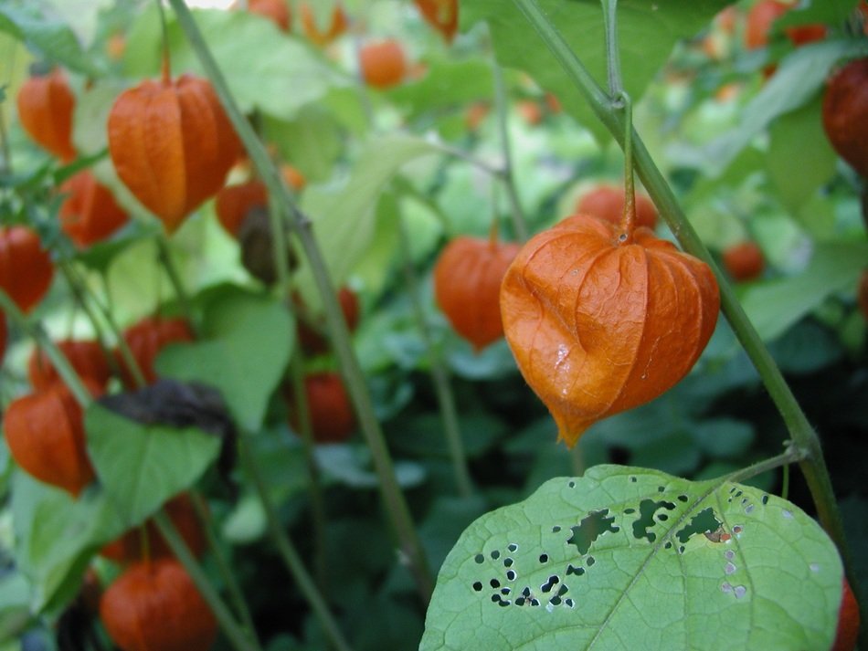 chinese lantern with seed pods