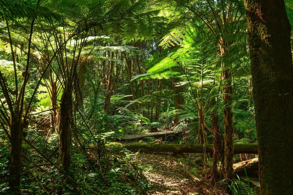 fern bushes in Australia