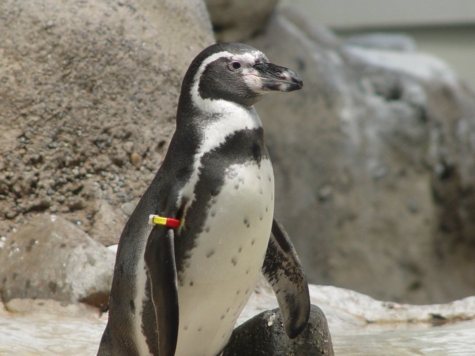penguin with a sensor in the reserve