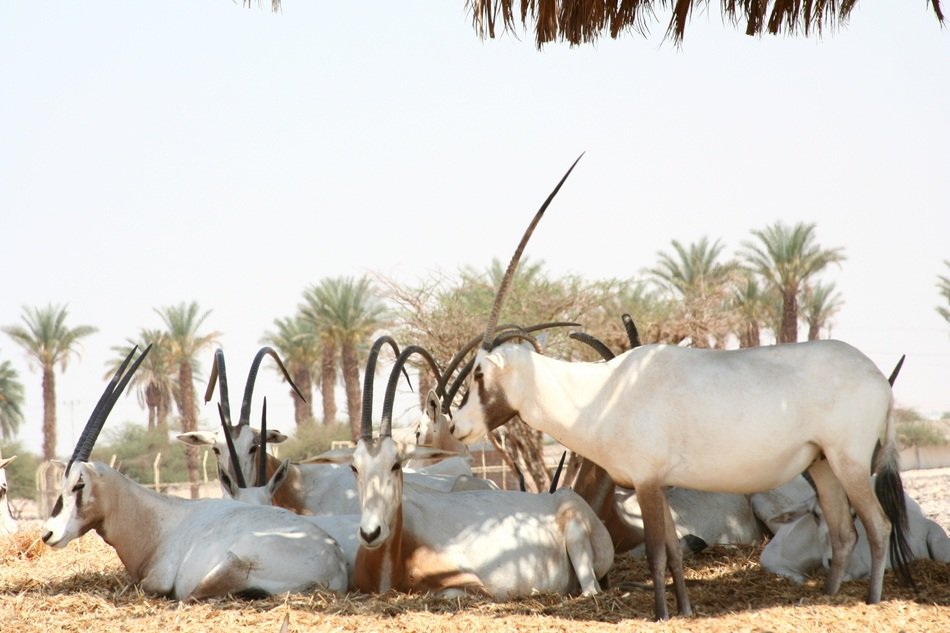 flock of arabian oryx in wildlife