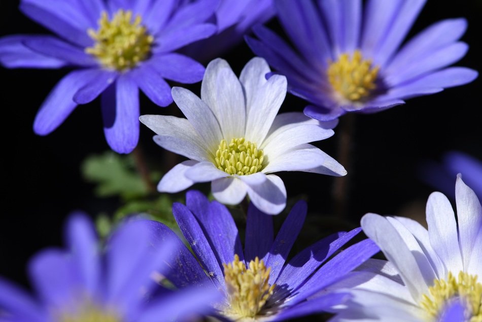 Beautiful, blue and white, blooming flowers of the Balkan anemone