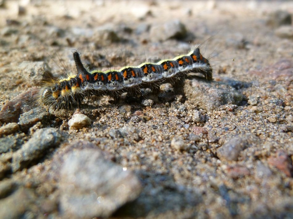 \caterpillar arcronicta psi