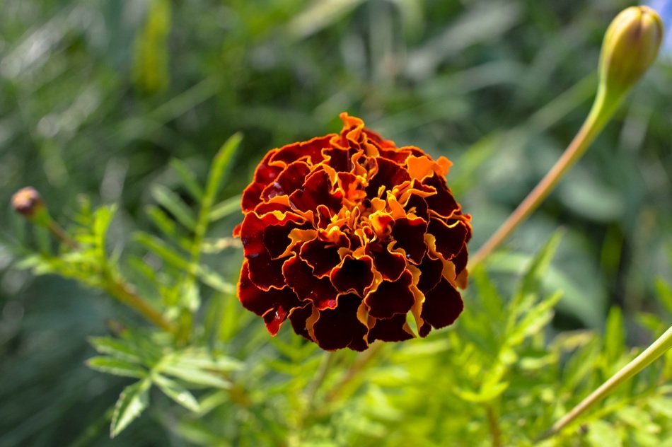 Lush brown marigold