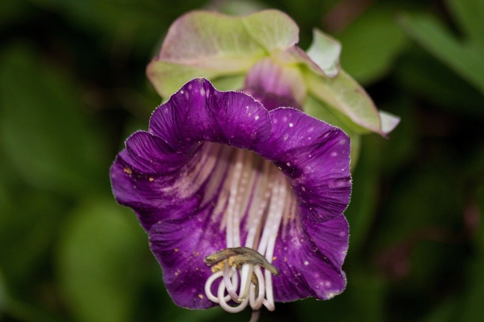 beautiful and delightful violet plant