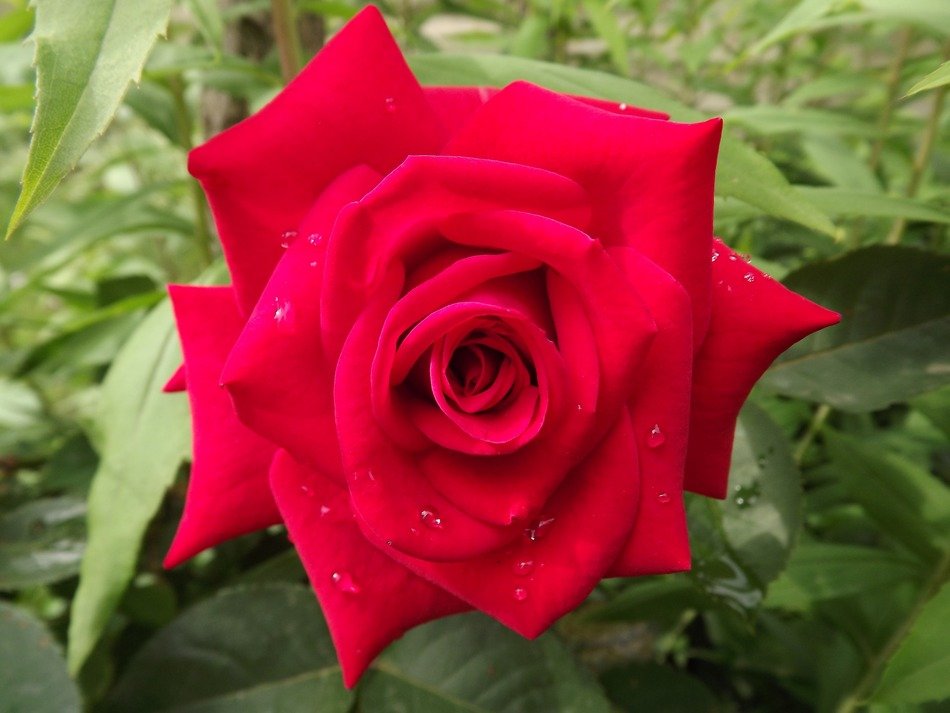 natural red flower