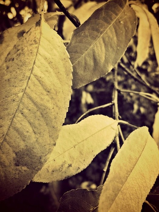 green oblong leaves in a dull background