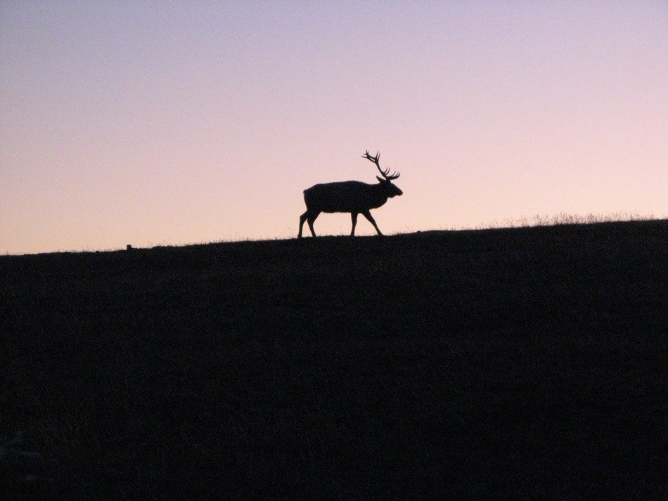 Animal on the mountain meadow