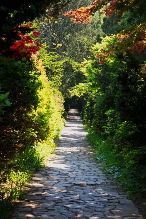 thick alley in the park