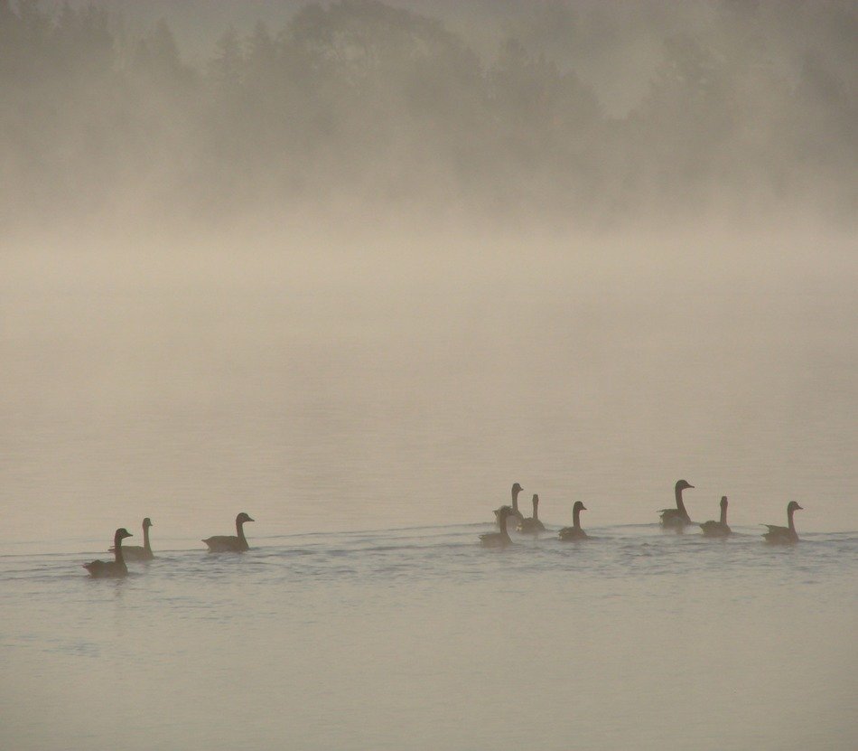 Ducks on the water in the morning