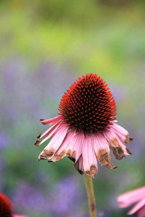 autumn flower in the forest