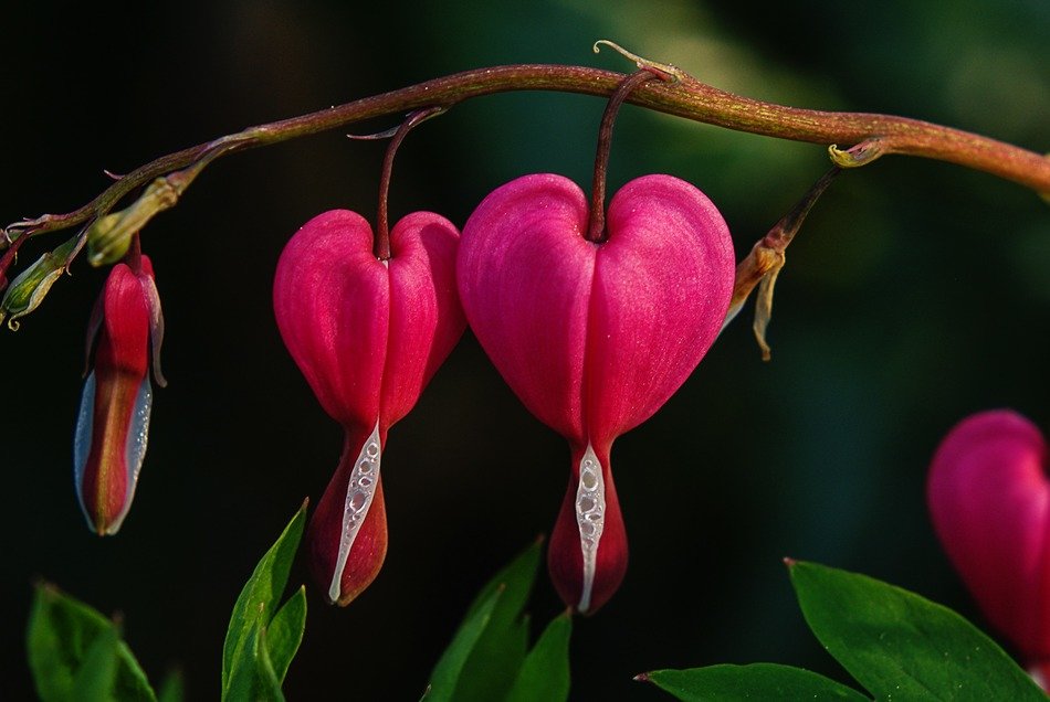 flowers bleeding heart on bare branch