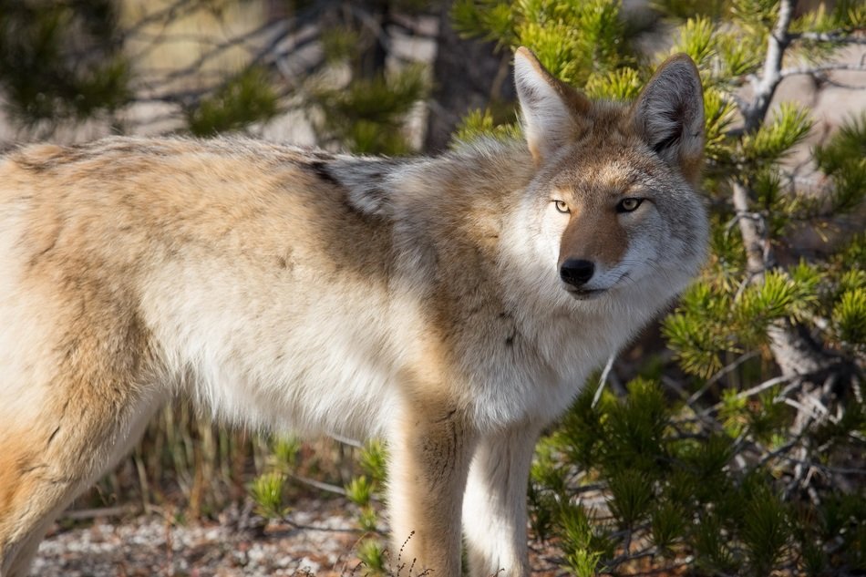 Coyote close-up