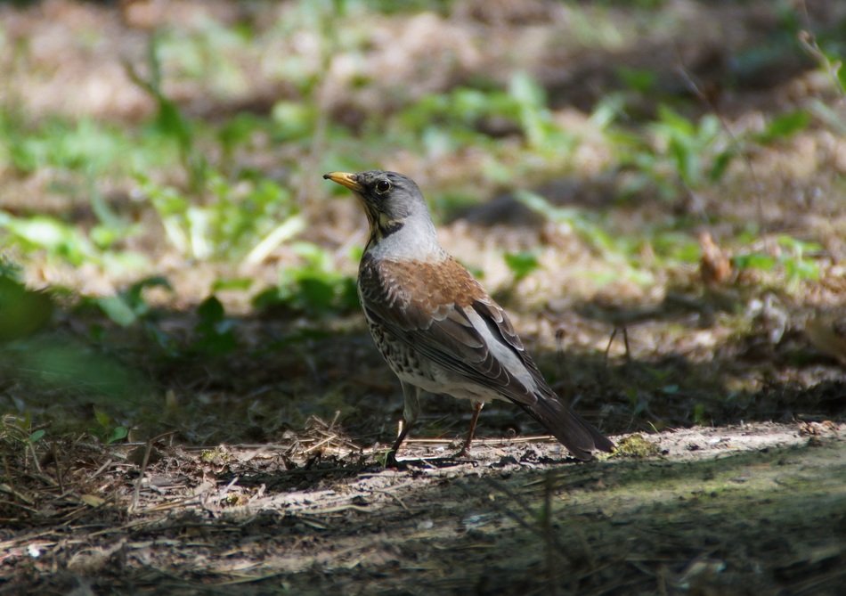 bird in spring in the forest