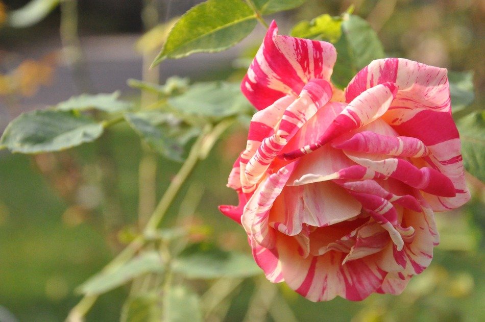 mottled pink white rose in the garden