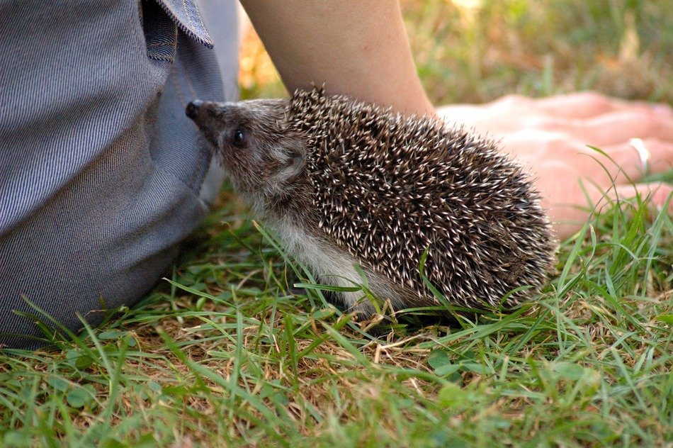 closeup photo of hedgehog looking at person sitting on grass