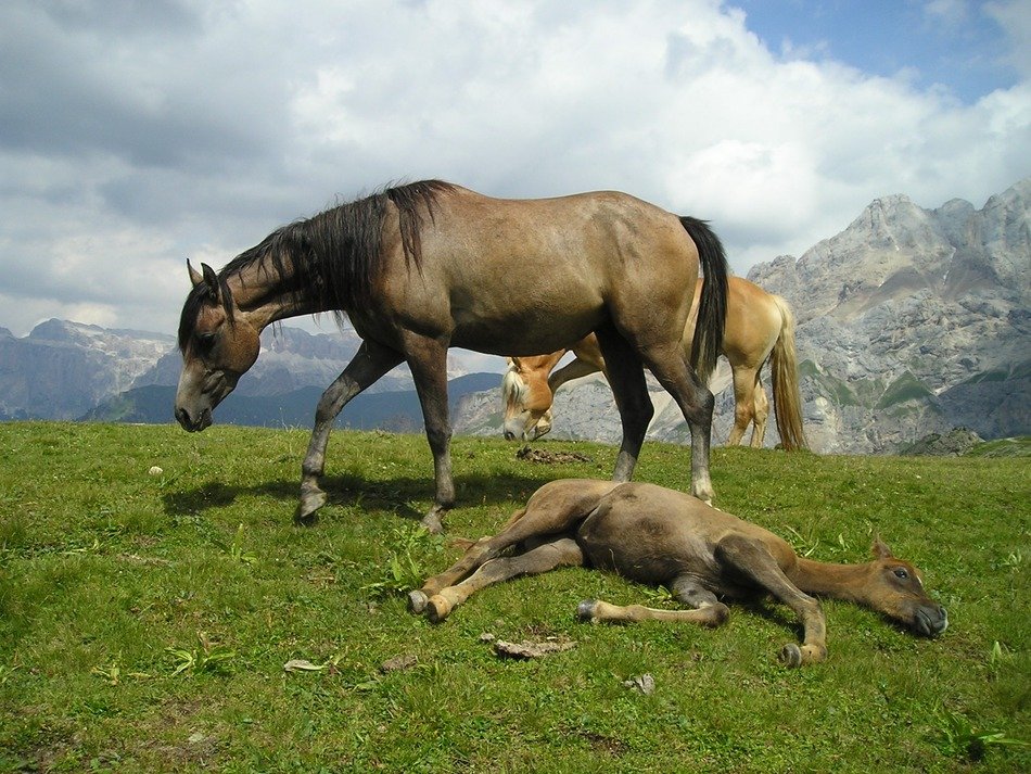 horse and foal in the mountains in South Tyro
