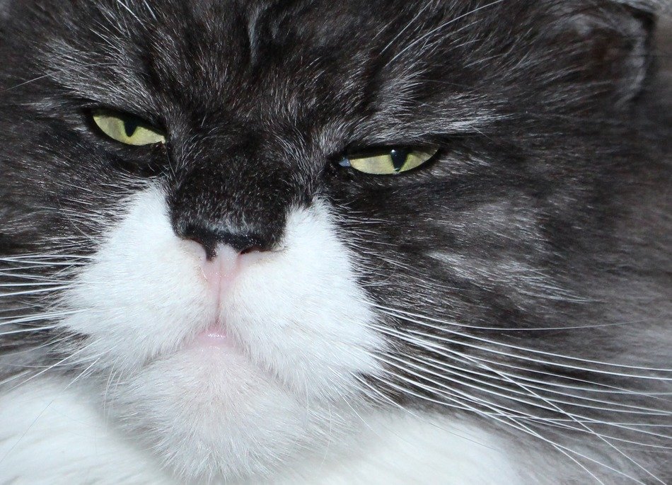 cat face animals