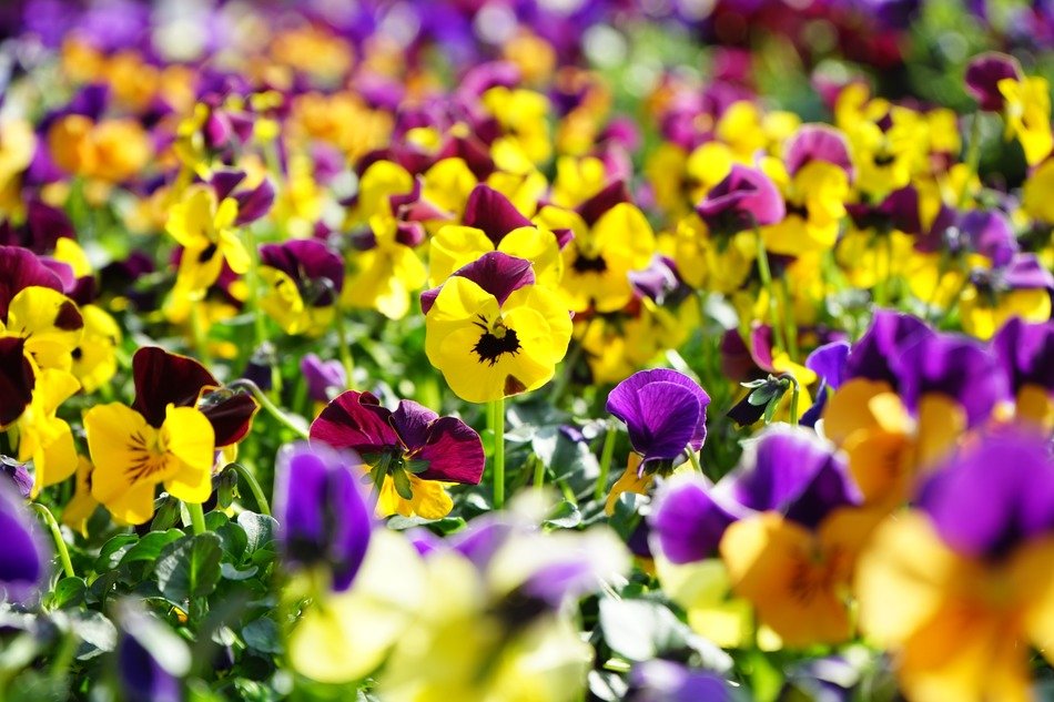 garden of pansy flower in bloom