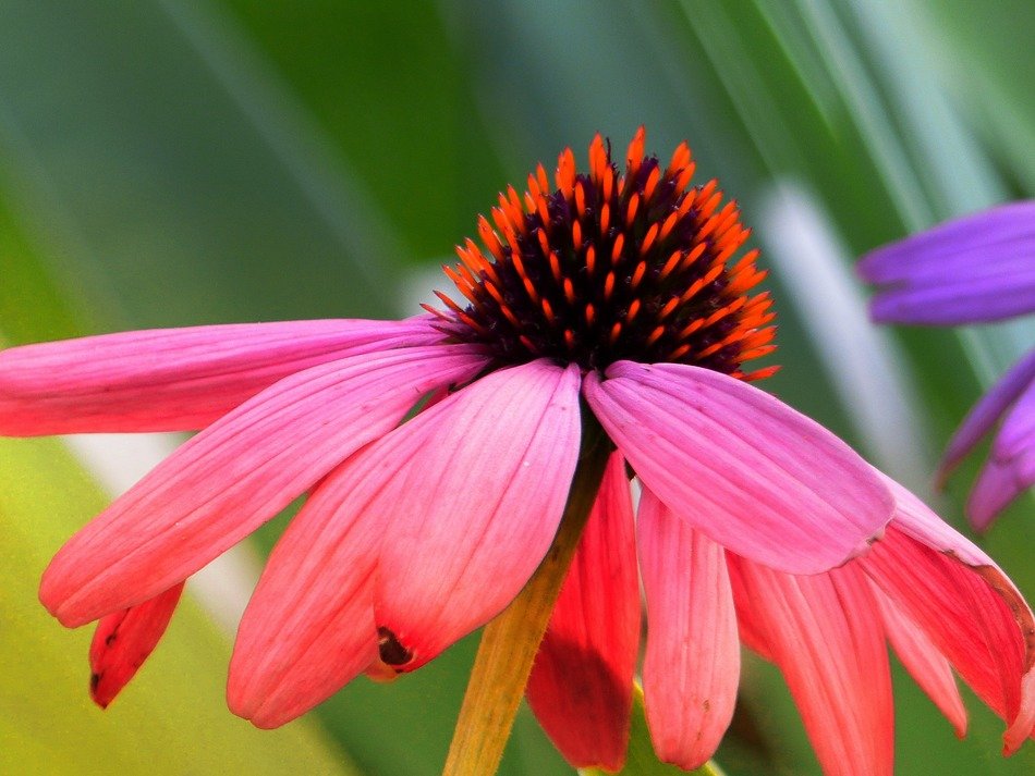 beautiful bud of coneflower