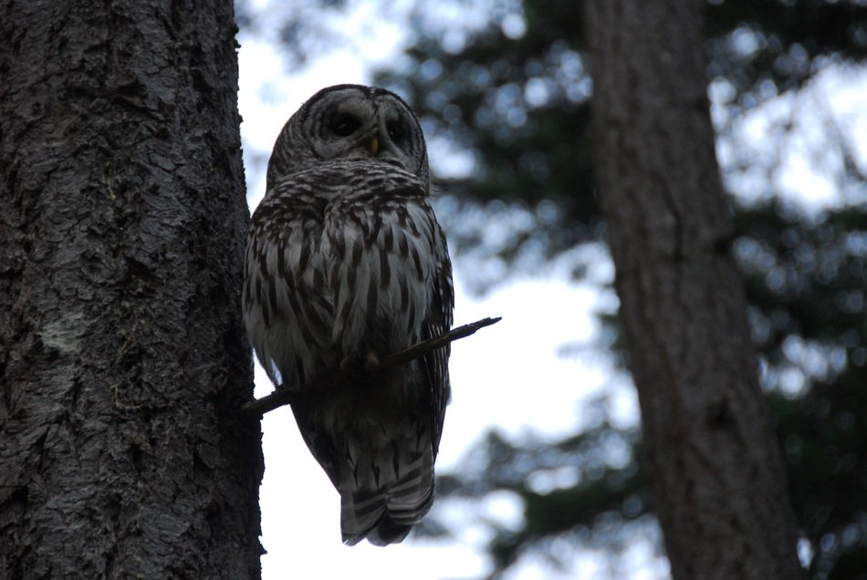 magnificent owl bird