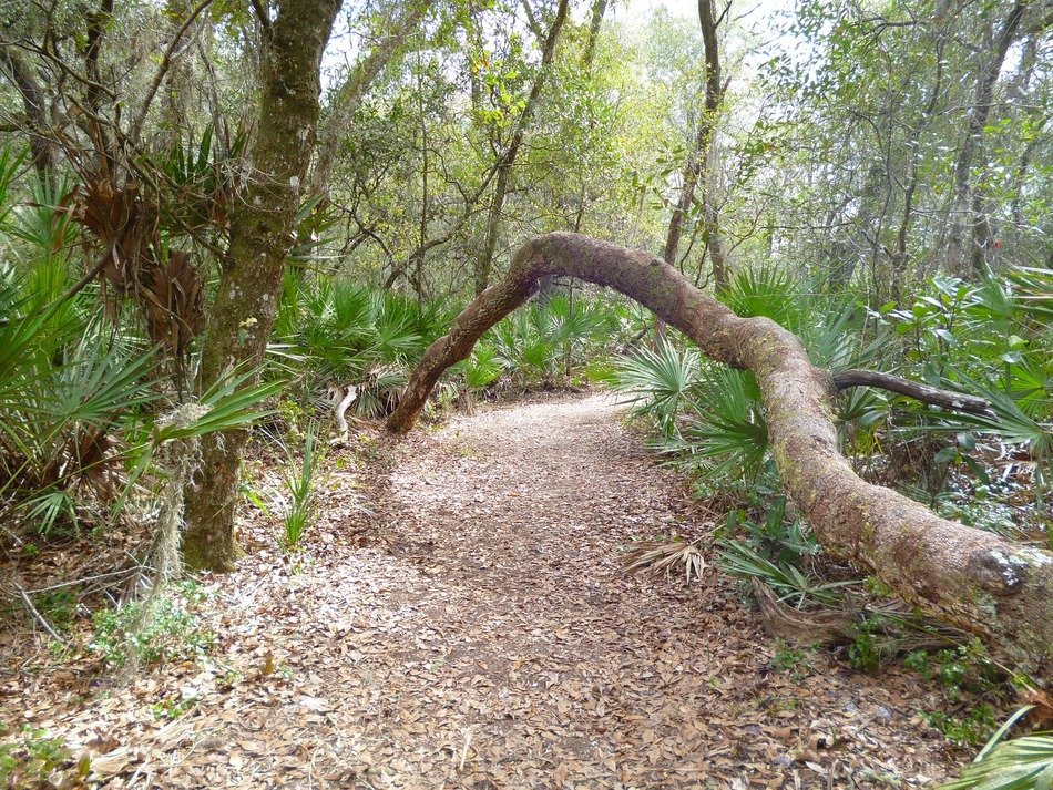 Fallen tree on the trail
