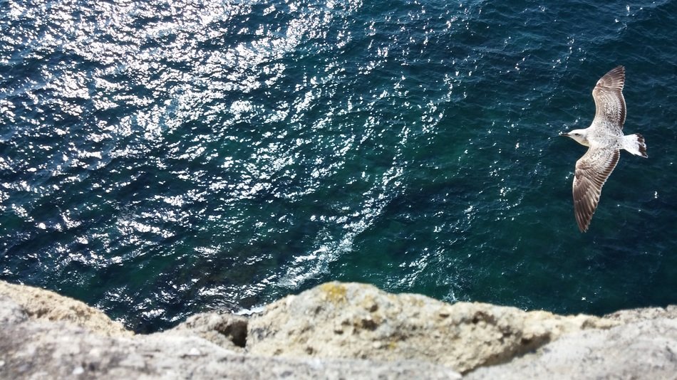 seagull flies over the sea near the cliff