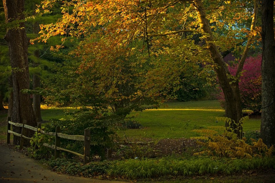 Foliage in golden hour