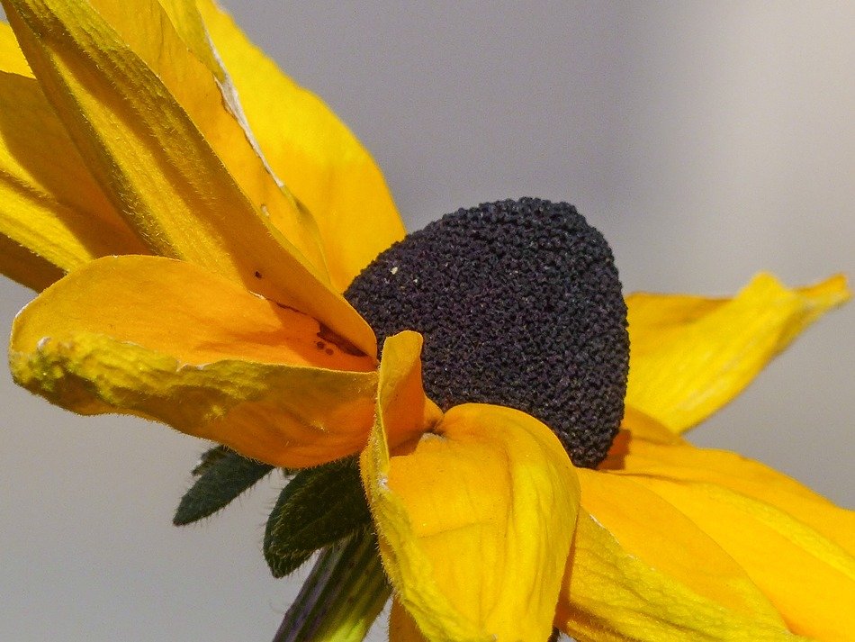 Yellow-blown bud
