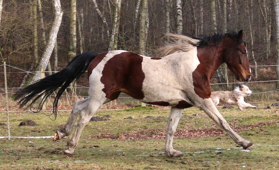 domestic horse and dog run in the forest