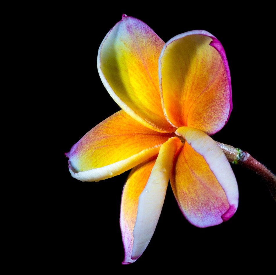 beautiful and colorful flower bud of a plant on a black background
