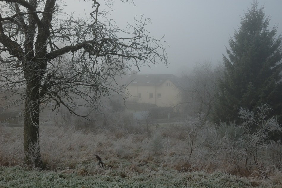 fog mistic landscape
