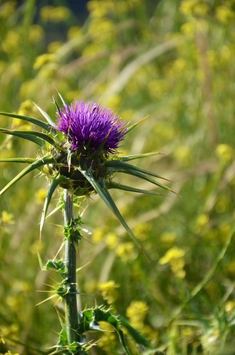 purple flower of the thistle on the flowered field