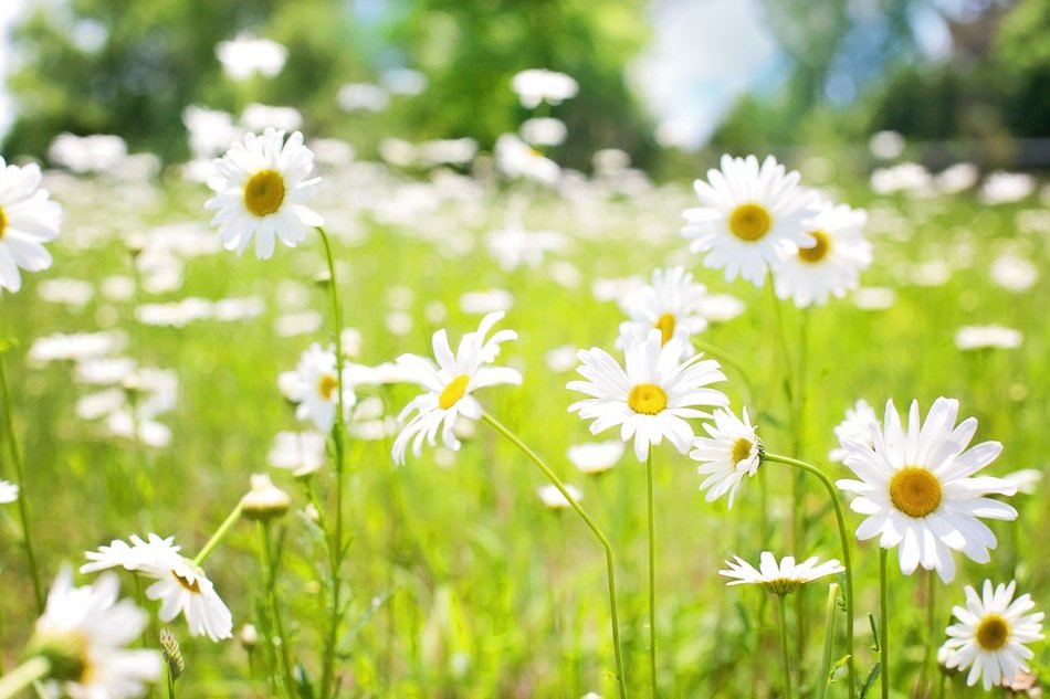 white daisies on sunny meadow