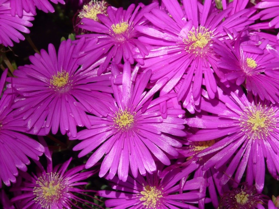bouquet of mittagsblume
