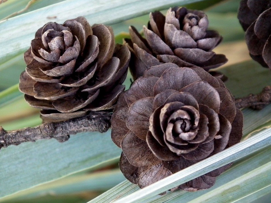 brown cones like roses