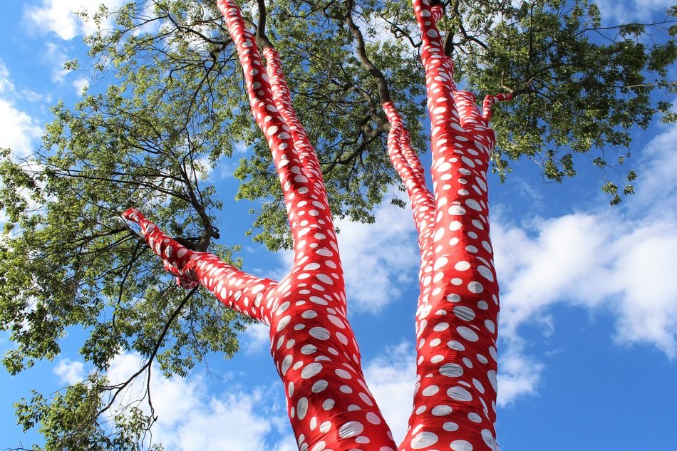 tree krone sky