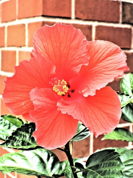 Red hibiscus flower near the wall