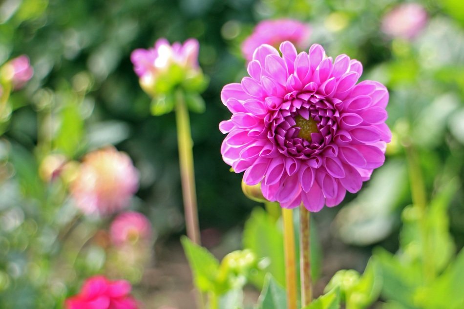 dahlias in the summer garden