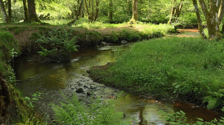 river courses in the forest