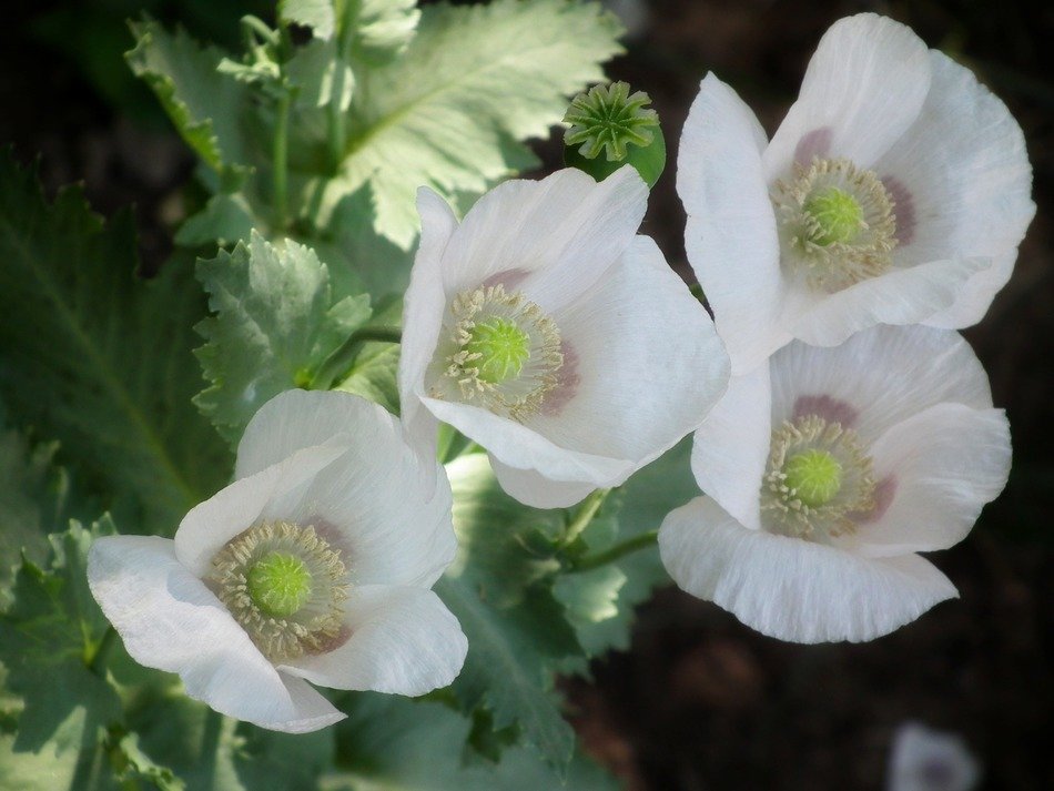 White mack flowers in the garden