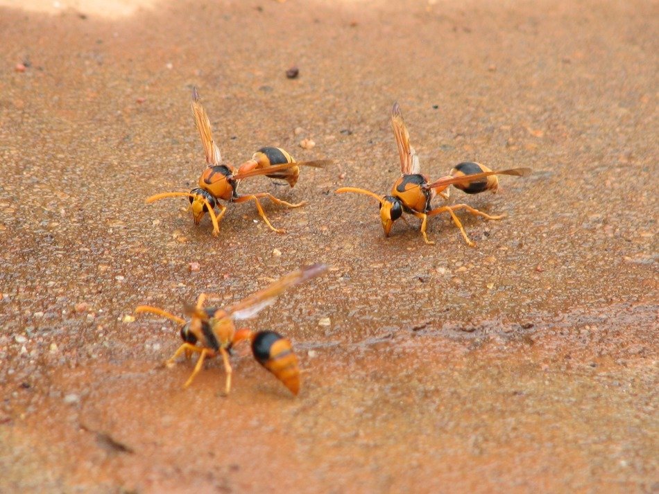 Colorful wasps on the ground in wildlife